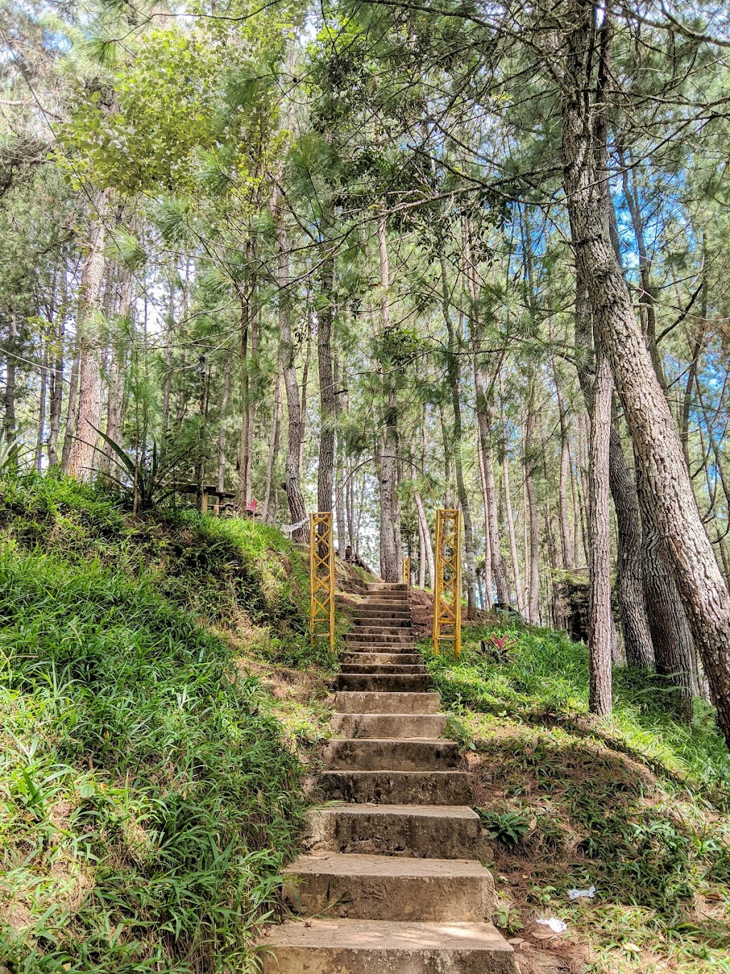 To’ Pinus Salu Kodo: Pesona Alam Tersembunyi di Mamasa, Sulawesi Barat