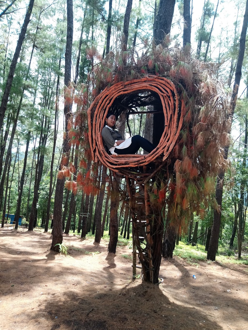 Menikmati Keindahan Alam di Taman Wisata Hutan Pinus Sorombipi, Sulawesi Tenggara