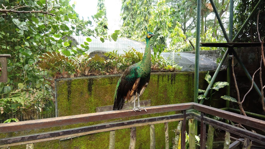 Keindahan Taman Burung Gembira Loka Yogyakarta