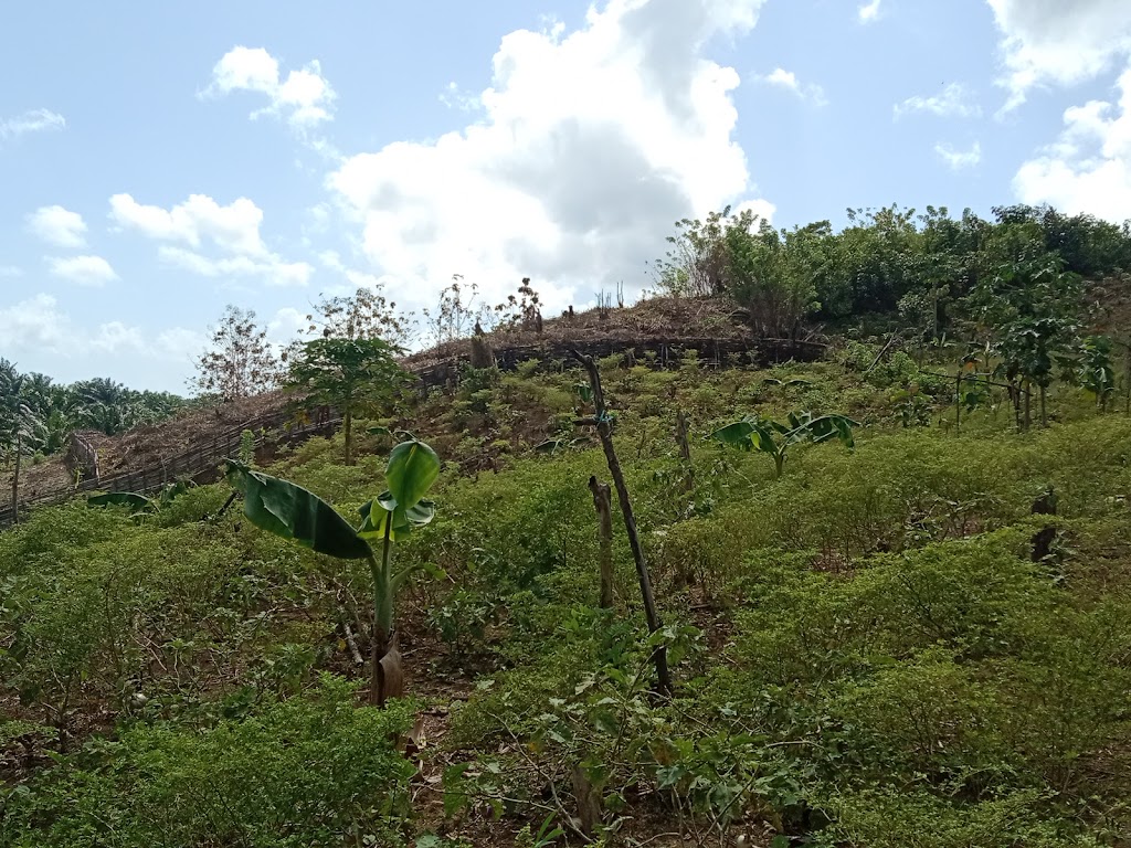 Menikmati Keindahan Tersembunyi Kebun Andra di Konawe Selatan