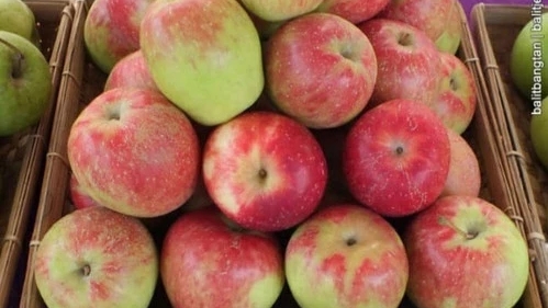 Petik Apel Segar di Wisata Petik Apel Agro Rakyat, Batu!