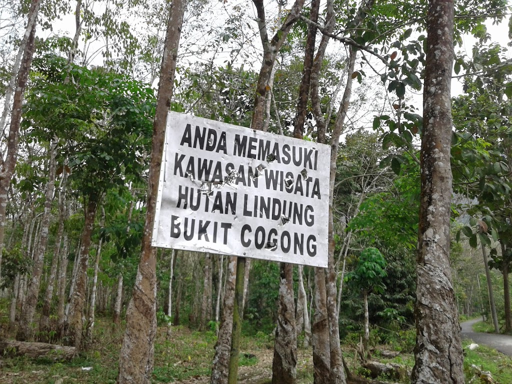 Jelajahi Taman Wisata Bukit Cogong: Pesona Alam Sumatera Selatan Jelajahi Taman Wisata Bukit Cogong: Pesona Alam Sumatera Selatan
