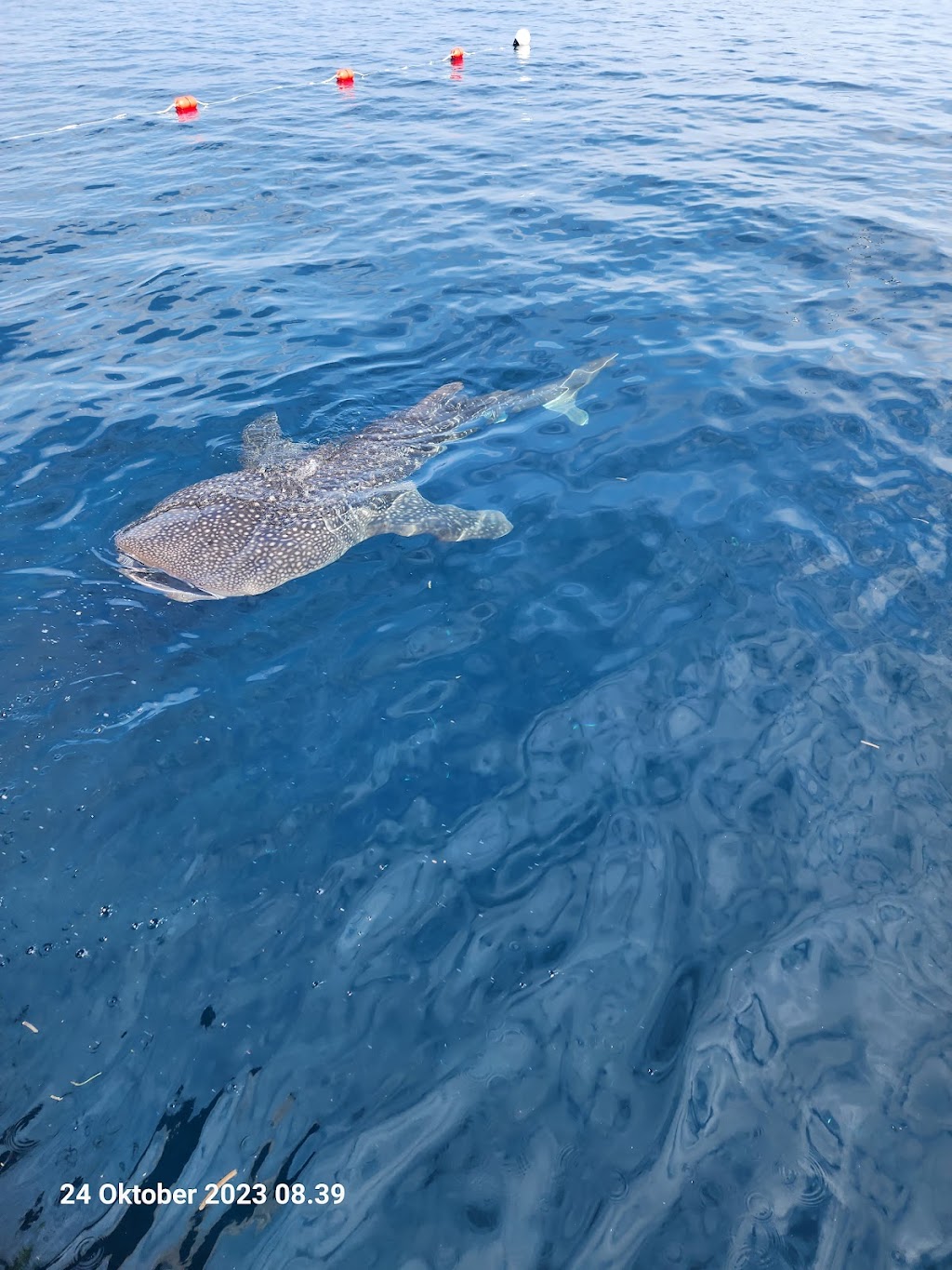 Jelajahi Taman Nasional Teluk Cenderawasih: Surga Tersembunyi di Papua Barat