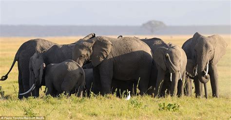 Elephant Herd’s Heartwarming Huddle: Circle of Love Protects Fallen Calf!