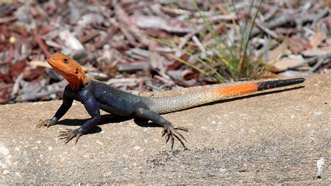 Red-Headed Lizard Invader: Cute Pet Catch or Dangerous Florida Threat?