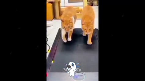 Labrador Bros’ Pool Party Antics Go Viral! Prepare to LOL