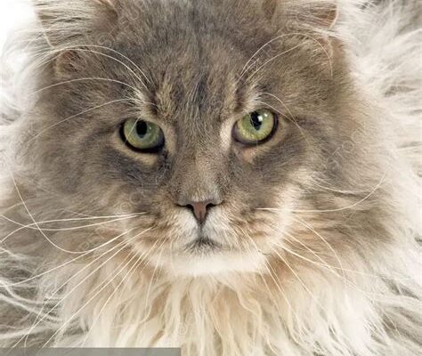 Blue Tortie Maine Coon’s Ethereal Beauty Sparks Fairy Tale Dreams