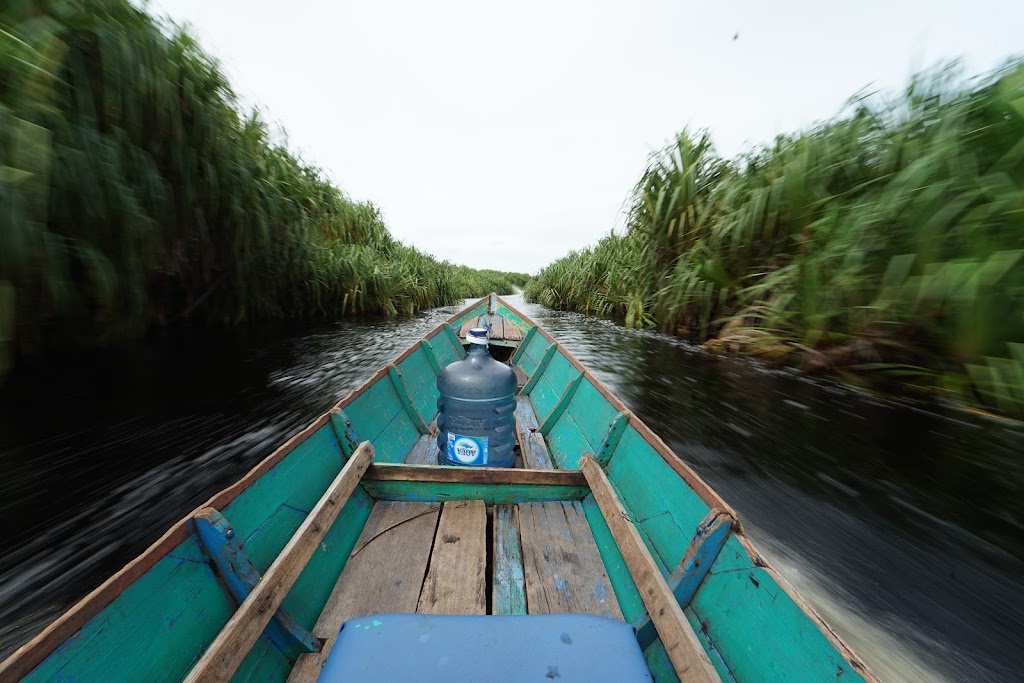 Jelajah Taman Nasional Sebangau: Surga Keanekaragaman Hayati Kalimantan Tengah