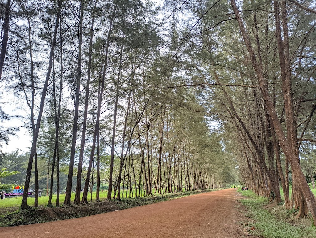 Menjelajahi Keindahan Bangka Botanical Garden