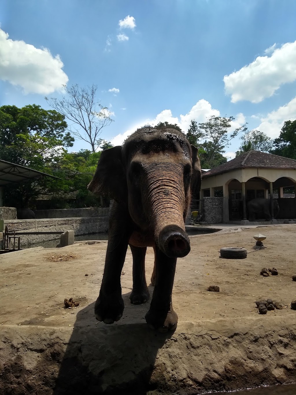 Jelajah Satwa Menawan di Museum Gembira Loka Zoo, Yogyakarta Jelajah Satwa Menawan di Museum Gembira Loka Zoo, Yogyakarta