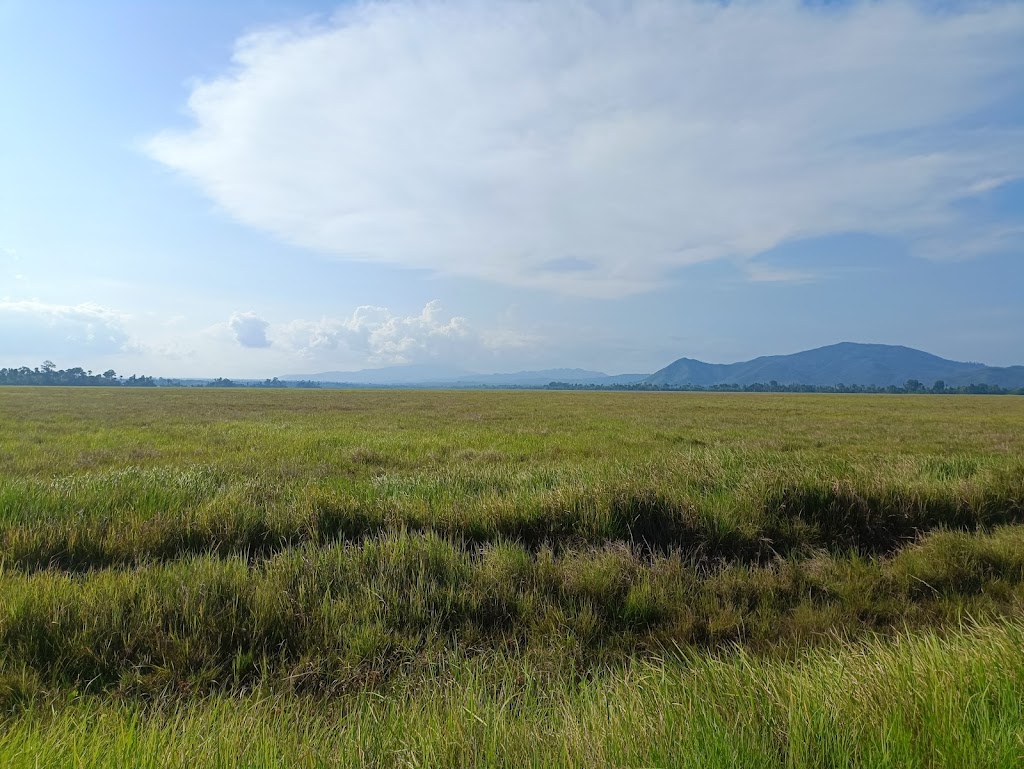 Jelajahi Taman Nasional Rawa Aopa Watumohai: Surga Keanekaragaman Hayati Sulawesi Tenggara
