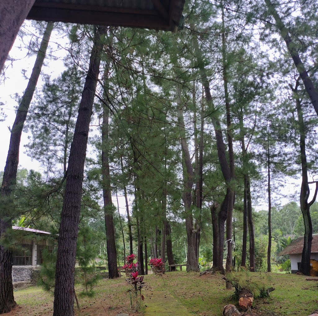 Menikmati Hutan Pinus dan Pemandian Air Panas Lahendong, Tomohon