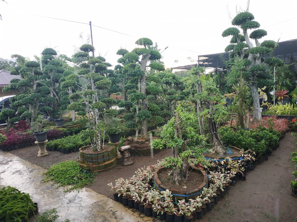 Keindahan Wisata Bunga di Deli Serdang, Sumatera Utara Keindahan Wisata Bunga di Deli Serdang, Sumatera Utara