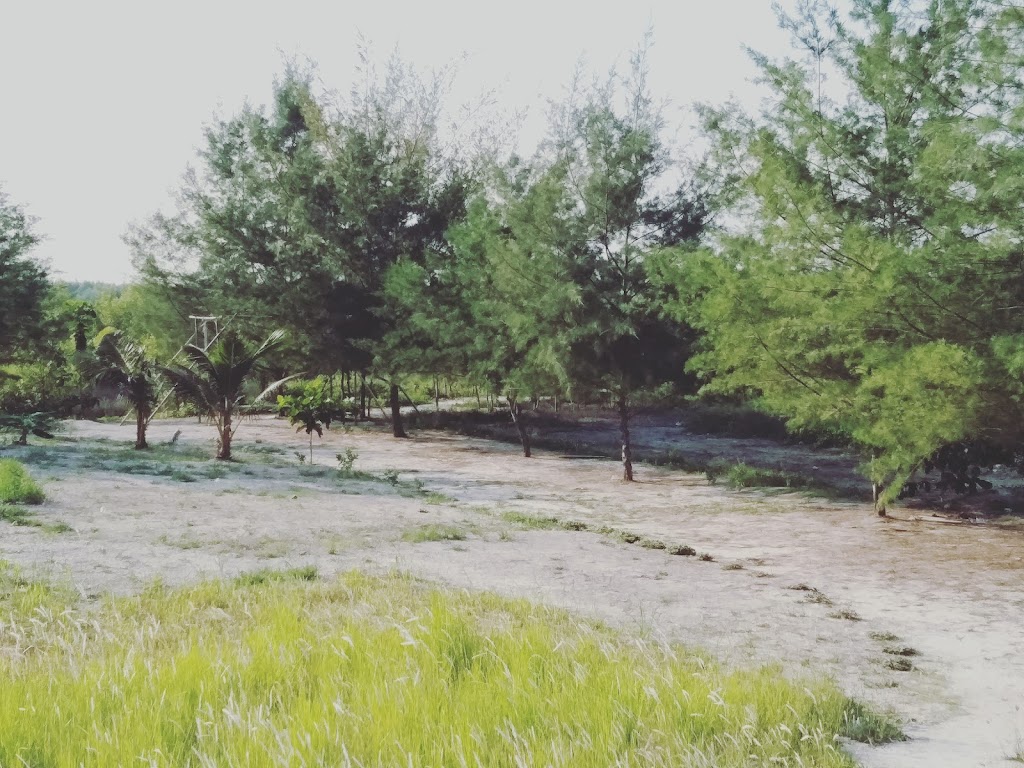 Jelajahi Keindahan Hutan Mangrove Sri Minosari, Lampung Timur