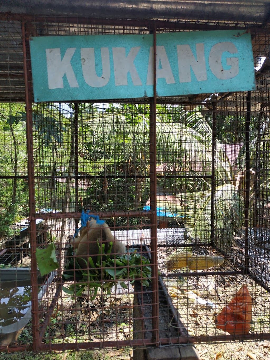 Jelajahi Taman Margasatwa Tandurusa: Surga Satwa di Sulawesi Utara