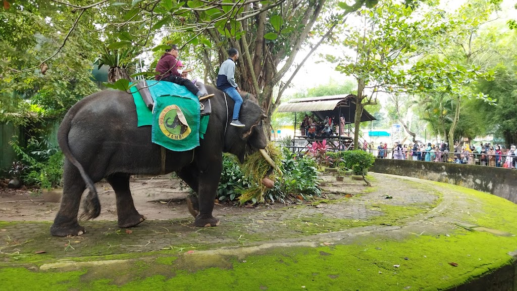 Jelajahi Taman Rimbo Zoo Area, Jambi: Petualangan di Hutan Kota Jelajahi Taman Rimbo Zoo Area, Jambi: Petualangan di Hutan Kota