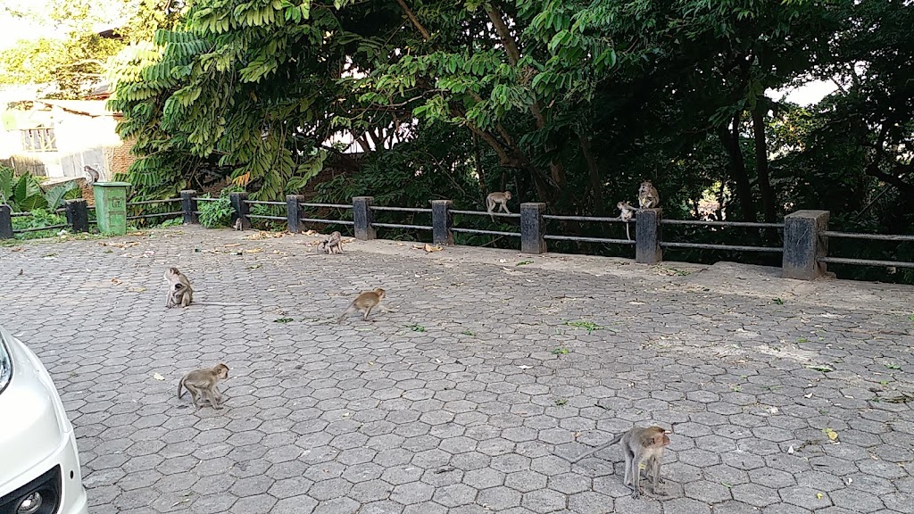 Jelajah Taman Wisata Hutan Kera Bandar Lampung: Petualangan di Hutan Kota